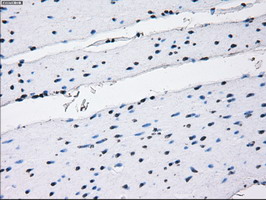 m10490 anti ibrdc2 rnf144b mouse monoclonal antibody clone id oti9h10 ihc testing 5
