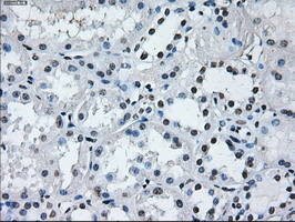 m10490 anti ibrdc2 rnf144b mouse monoclonal antibody clone id oti9h10 ihc testing 6