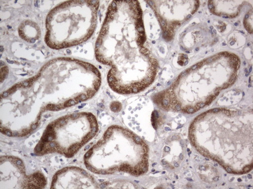 m10511 anti ddost mouse monoclonal antibody clone id oti2b4 ihc testing 12