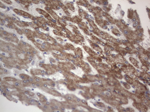 m10511 anti ddost mouse monoclonal antibody clone id oti2b4 ihc testing 13