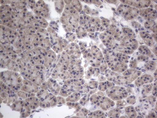 Immunohistochemical staining of paraffin-embedded Human pancreas tissue within the normal limits using anti-DDOST mouse monoclonal antibody