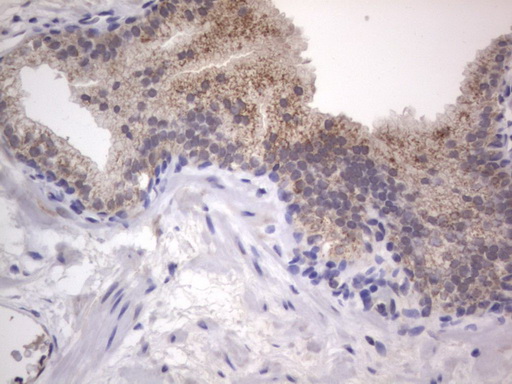 m10511 anti ddost mouse monoclonal antibody clone id oti2b4 ihc testing 4