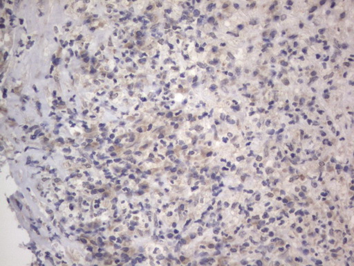 m10511 anti ddost mouse monoclonal antibody clone id oti2b4 ihc testing 6