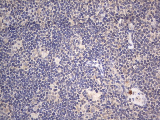 m10511 anti ddost mouse monoclonal antibody clone id oti2b4 ihc testing 7