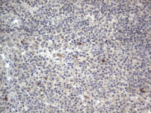 m10511 anti ddost mouse monoclonal antibody clone id oti2b4 ihc testing 8