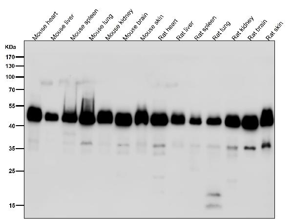 All lanes use the Antibody at 1:5K dilution for 1 hour at room temperature.