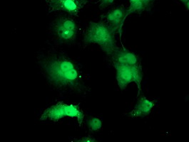 m10528 anti tprkb mouse monoclonal antibody clone id oti3h3 if testing 16
