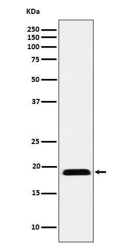 Western blot analysis of MYL12B expression in Jurkat cell lysate.