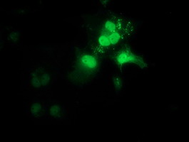 Anti-OTUB2 mouse monoclonal antibody (M10542-1) immunofluorescent staining of COS7 cells transiently transfected by pCMV6-ENTRY OTUB2