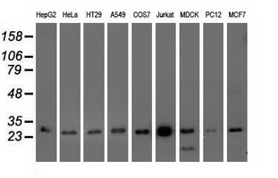 Western blot analysis of extracts (35ug) from 9 different cell lines by using anti-OTUB2 monoclonal antibody