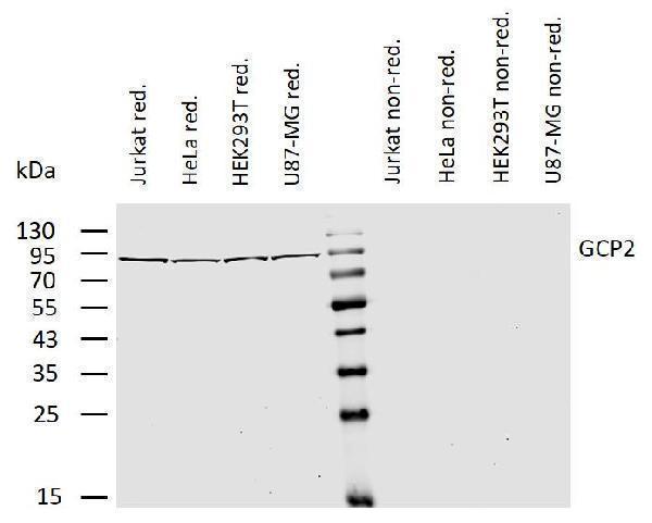m10573 gamma tubulin gcp2 primary antibodies wb testing 1