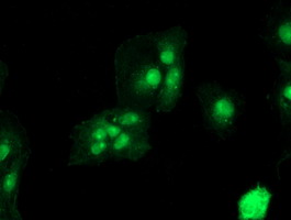 m10582 anti tle2 mouse monoclonal antibody clone id oti5a6 if testing 12