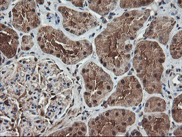 m10582 anti tle2 mouse monoclonal antibody clone id oti5a6 ihc testing 5