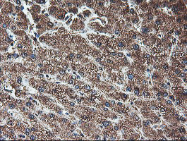 m10582 anti tle2 mouse monoclonal antibody clone id oti5a6 ihc testing 7