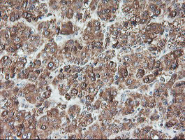 m10582 anti tle2 mouse monoclonal antibody clone id oti5a6 ihc testing 8