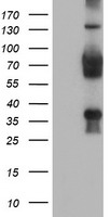 m10582 anti tle2 mouse monoclonal antibody clone id oti5a6 wb testing 1