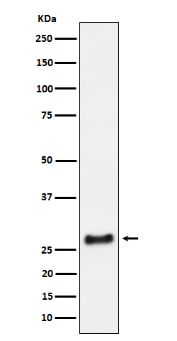 Western blot analysis of SNRPA1 expression in HeLa cell lysate