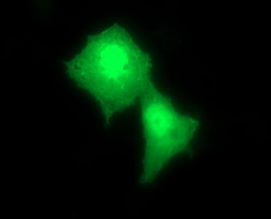 Anti-RAB24 mouse monoclonal antibody (M10656) immunofluorescent staining of COS7 cells transiently transfected by pCMV6-ENTRY RAB24