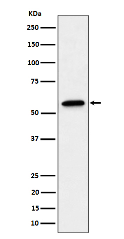 Western blot analysis of SF3A3 expression in A431 cell lysate