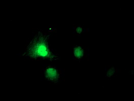 m10683 anti rnpep mouse monoclonal antibody clone id oti3b5 if testing 15