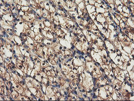 m10683 anti rnpep mouse monoclonal antibody clone id oti3b5 ihc testing 11