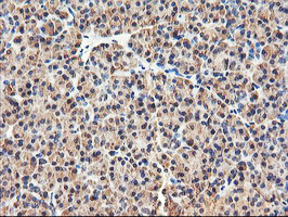 Immunohistochemical staining of paraffin-embedded Human pancreas tissue within the normal limits using anti-RNPEP mouse monoclonal antibody. (Heat-induced epitope retrieval by 10mM citric buffer Immunohistochemical staining of paraffin-embedded Human pancreas tissue within the normal limits using anti-RNPEP mouse monoclonal antibody. (Heat-induced epitope retrieval by 10mM citric buffer