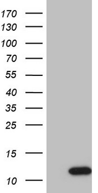 m10690 anti gng7 mouse monoclonal antibody clone id oti3g1 wb testing 1