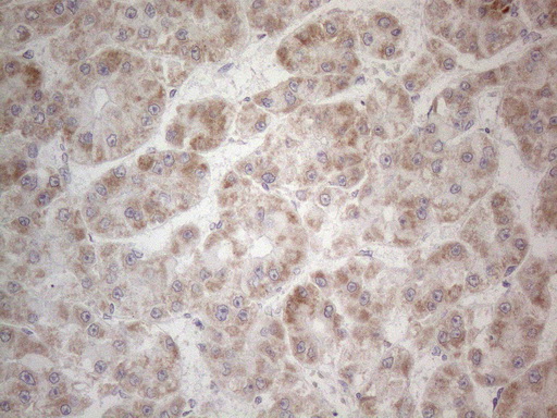 m10693 anti mrpl10 mouse monoclonal antibody clone id oti2b4 ihc testing 10