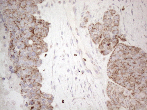 m10693 anti mrpl10 mouse monoclonal antibody clone id oti2b4 ihc testing 4