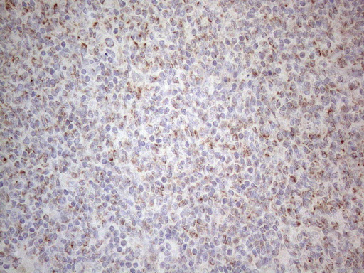 m10693 anti mrpl10 mouse monoclonal antibody clone id oti2b4 ihc testing 5