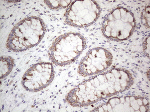 m10693 anti mrpl10 mouse monoclonal antibody clone id oti2b4 ihc testing 6