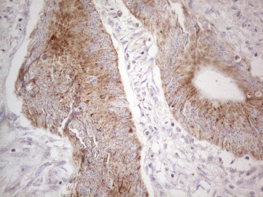 m10693 anti mrpl10 mouse monoclonal antibody clone id oti2b4 ihc testing 7