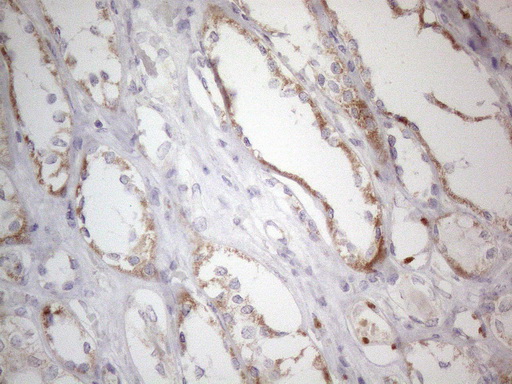 m10693 anti mrpl10 mouse monoclonal antibody clone id oti2b4 ihc testing 8