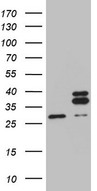 m10693 anti mrpl10 mouse monoclonal antibody clone id oti2b4 wb testing 1