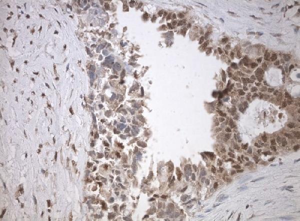 m10709 1 anti snrpb2 mouse monoclonal antibody clone id oti3a7 if testing 4