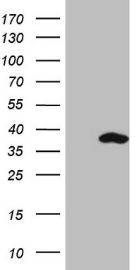 m10709 anti snrpb2 mouse monoclonal antibody clone id oti2a5 wb testing 1