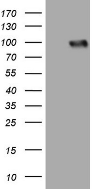 HEK293T cells were transfected with the pCMV6-ENTRY control (Left lane) or pCMV6-ENTRY LPIN3 (Right lane) cDNA for 48 hrs and lysed. Equivalent amounts of cell lysates (5 ug per lane) were separated by SDS-PAGE and immunoblotted with anti-LPIN3.