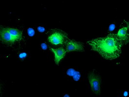 m10758 anti schip1 mouse monoclonal antibody clone id oti1c4 if testing 4