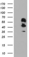 m10758 anti schip1 mouse monoclonal antibody clone id oti1c4 wb testing 1