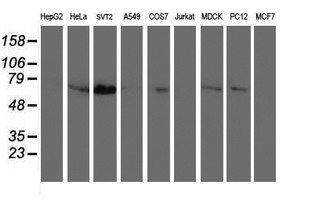 m10758 anti schip1 mouse monoclonal antibody clone id oti1c4 wb testing 2