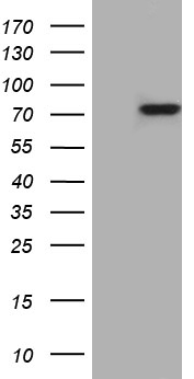 m10795 anti ptcd3 mouse monoclonal antibody clone id oti1a8 wb testing 1