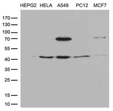 m10795 anti ptcd3 mouse monoclonal antibody clone id oti1a8 wb testing 2