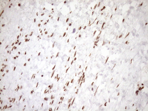 m10811 anti exosc1 mouse monoclonal antibody clone id oti1h9 ihc testing 4