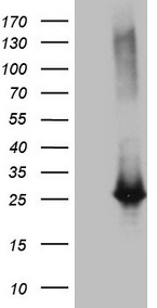 m10811 anti exosc1 mouse monoclonal antibody clone id oti1h9 wb testing 1