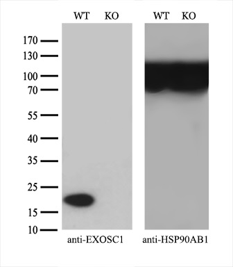 m10811 anti exosc1 mouse monoclonal antibody clone id oti1h9 wb testing 2_1