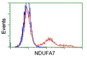 HEK293T cells transfected with either NDUFA7 (Myc-DDK-tagged) overexpress plasmid (Red) or empty vector control plasmid (Blue) were immunostained by anti-NDUFA7 antibody (M10817-1)