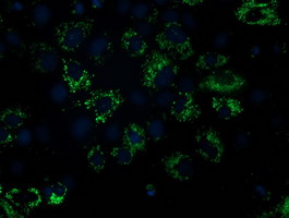 m10817 1 anti ndufa7 mouse monoclonal antibody clone id oti2g4 if testing 6
