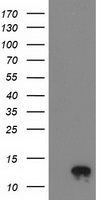HEK293T cells were transfected with the pCMV6-ENTRY control (Left lane) or pCMV6-ENTRY NDUFA7 (Right lane) cDNA for 48 hrs and lysed