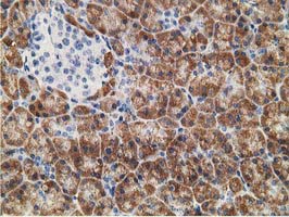 m10817 2 anti ndufa7 mouse monoclonal antibody clone id oti2c3 ihc testing 2
