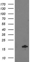 m10817 2 anti ndufa7 mouse monoclonal antibody clone id oti2c3 wb testing 1